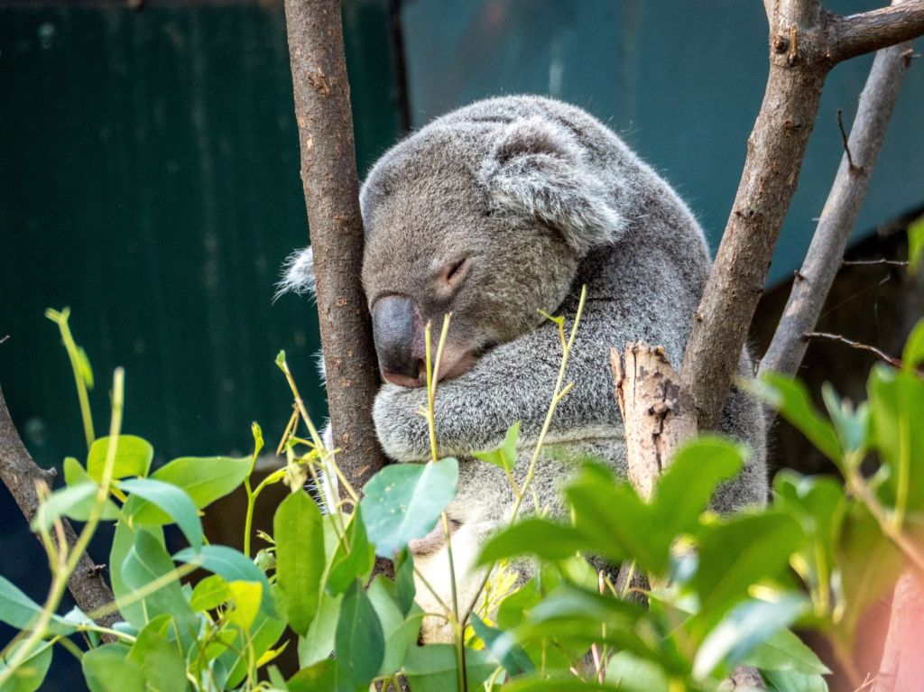 Explaining Stress, Anxiety and Depression (Bears Analogy)